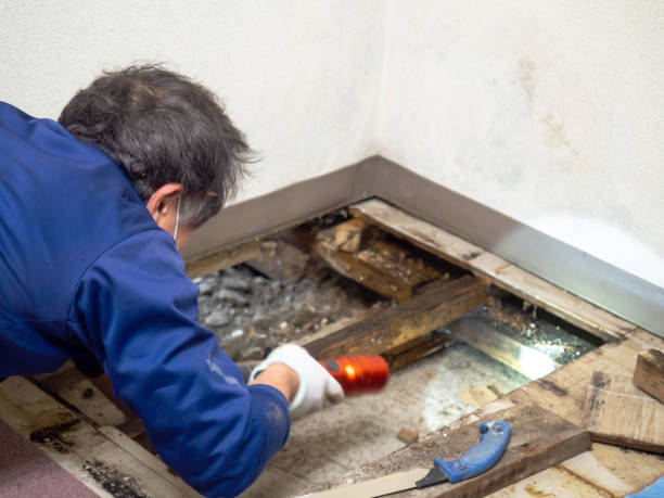 Best Mold Removal and Inspection  in Marquette Heights, IL