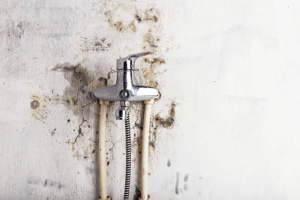 Best Emergency Mold Removal  in Marquette Heights, IL