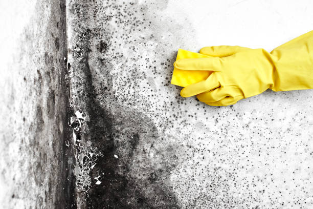 Best Toxic Mold Removal  in Marquette Heights, IL