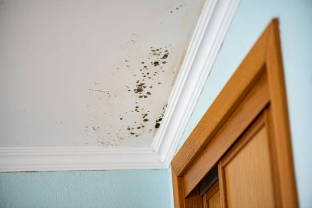 Best Crawl Space Mold Removal  in Marquette Heights, IL