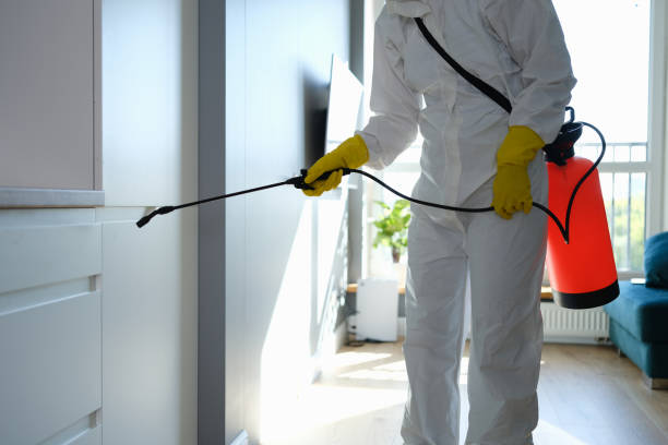 Best Home Mold Removal  in Marquette Heights, IL