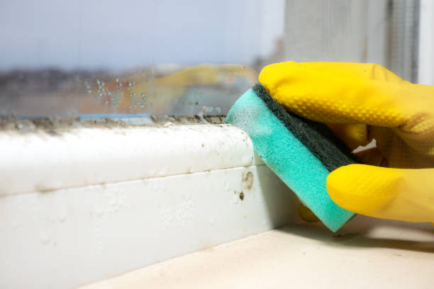 Best Fast Mold Removal  in Marquette Heights, IL