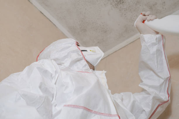 Best Professional Mold Removal  in Marquette Heights, IL