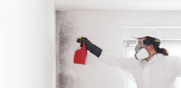 Best Local Mold Removal Service  in Marquette Heights, IL