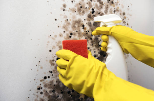 Mold Removal and Inspection in Marquette Heights, IL