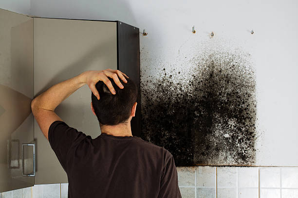 Best Mold Testing  in Marquette Heights, IL