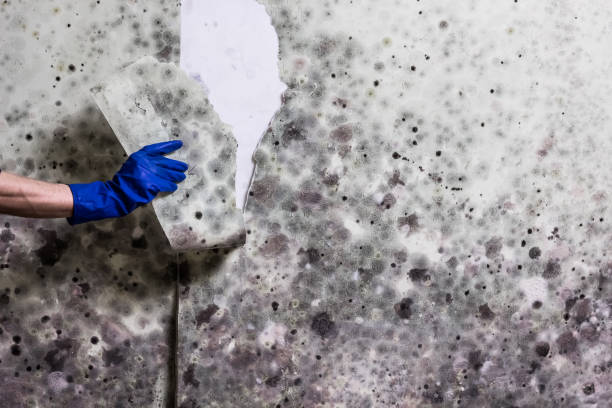 Certified Mold Removal in Marquette Heights, IL