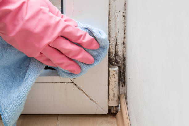 Best Office Mold Removal Services  in Marquette Heights, IL