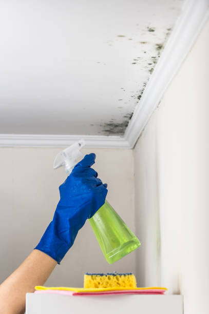 Attic Mold Removal in Marquette Heights, IL